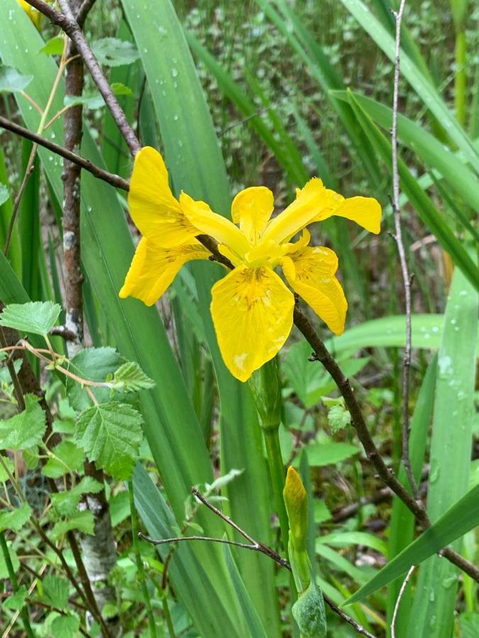 Kabin In The Woods Βίλα Llandybie Εξωτερικό φωτογραφία