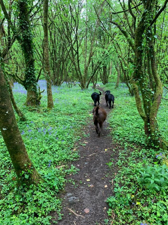 Kabin In The Woods Βίλα Llandybie Εξωτερικό φωτογραφία