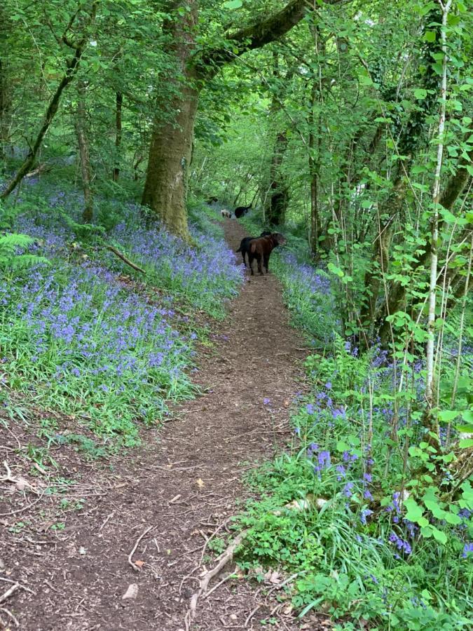 Kabin In The Woods Βίλα Llandybie Εξωτερικό φωτογραφία