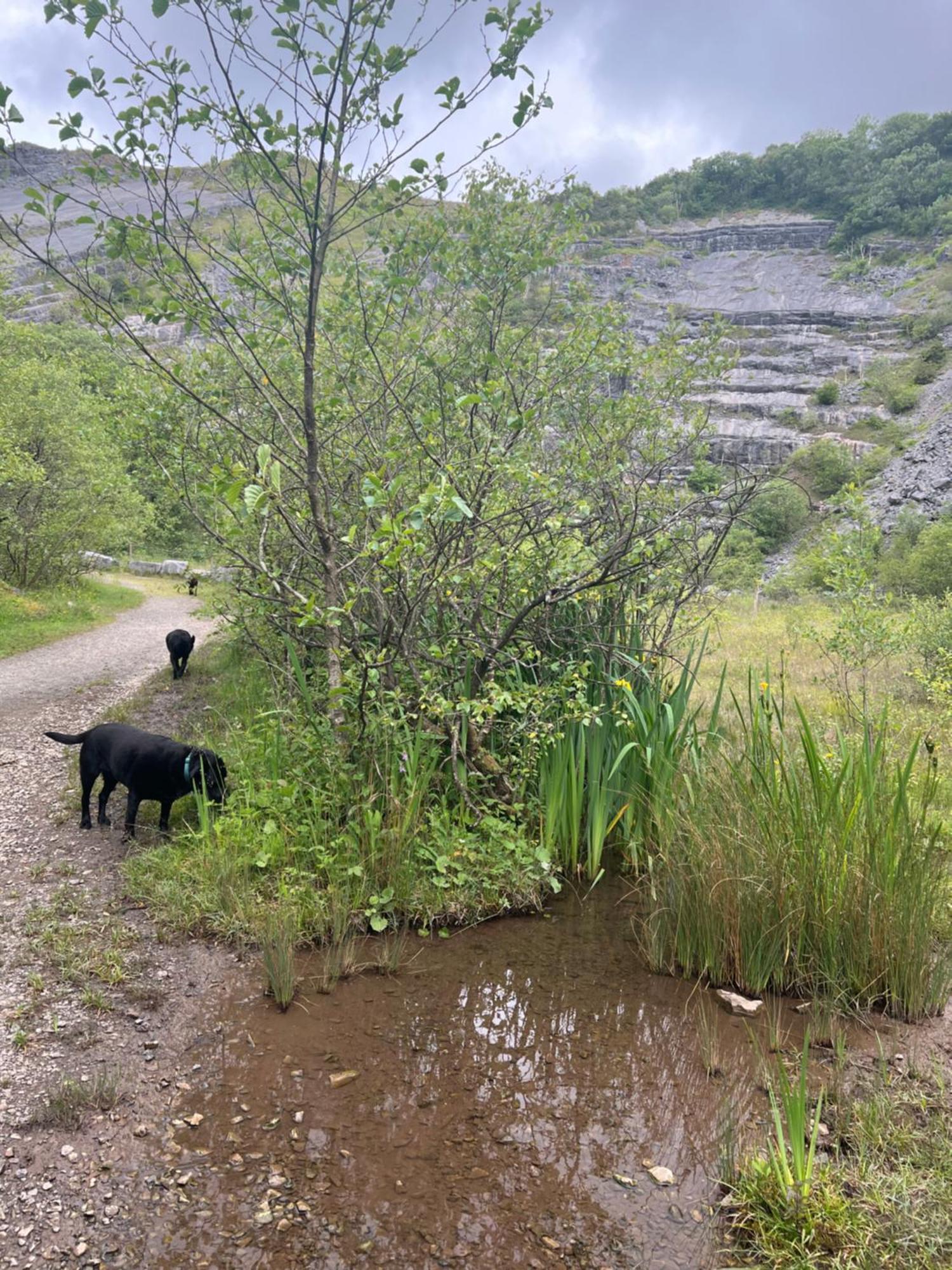 Kabin In The Woods Βίλα Llandybie Εξωτερικό φωτογραφία